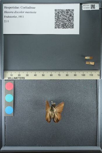 Media type: image;   Entomology 186665